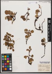 Foto von Salix reticulata L.